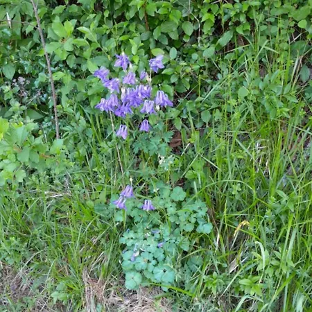 Muster Dominkusch Ii 別荘