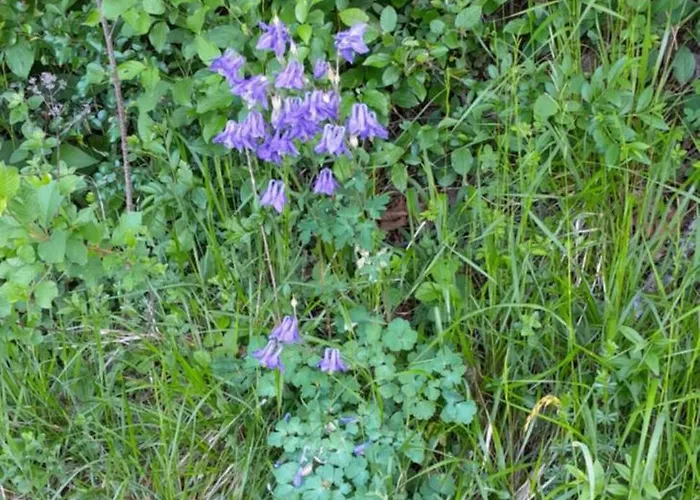 Muster Dominkusch Ii بيت للعطل